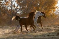 /Oreana/Fandango/2008/gallery/fourSeasons/thumbnails/DH-6169 Herd Run.jpg